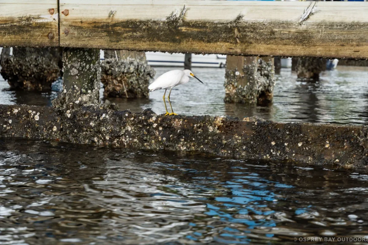 Tarpon Springs