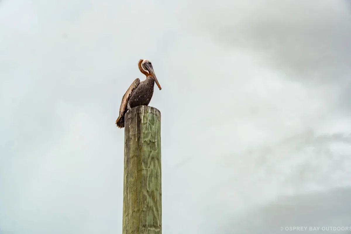 Tarpon Springs