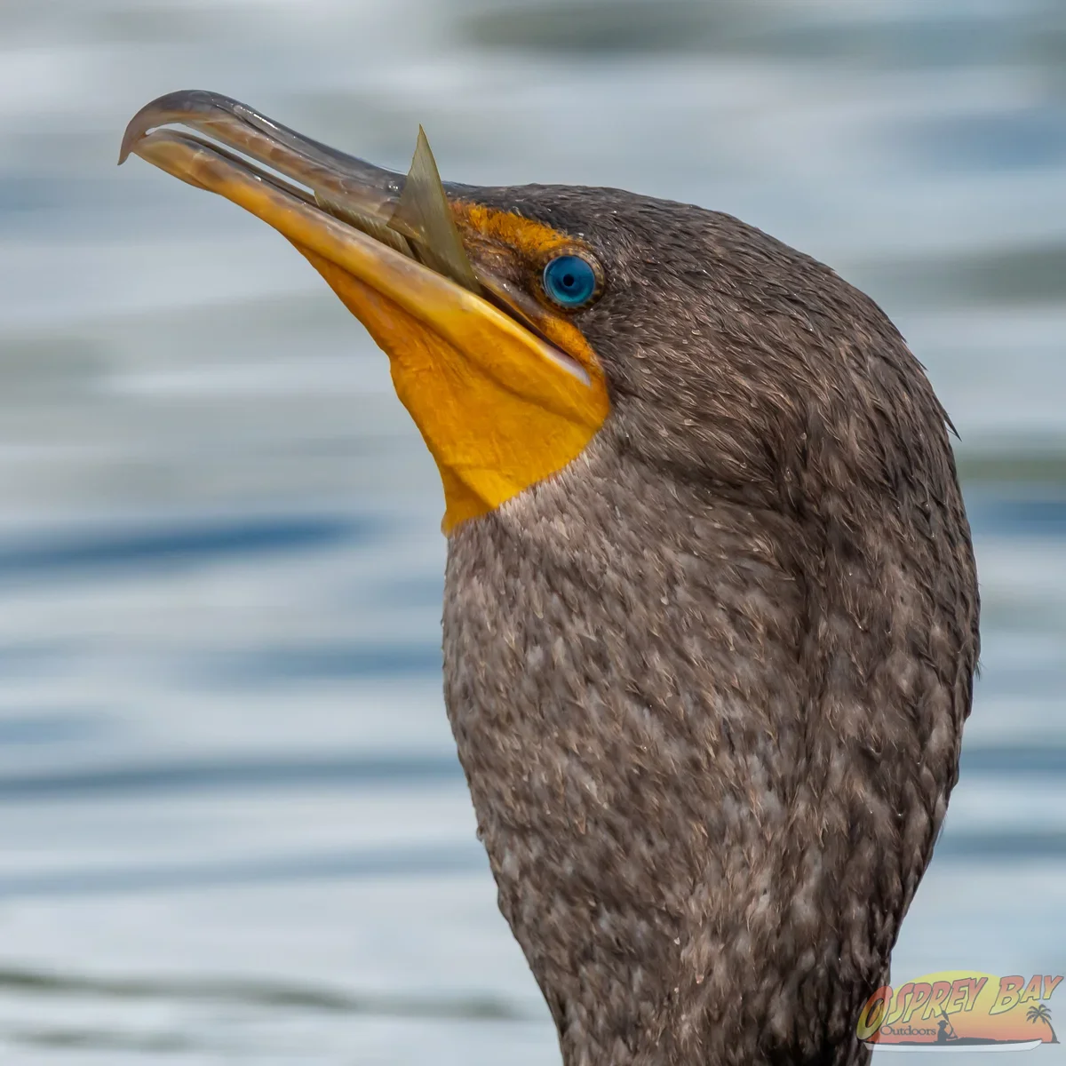 Photo from FT Desoto kayak trip, Oct 4, 2026