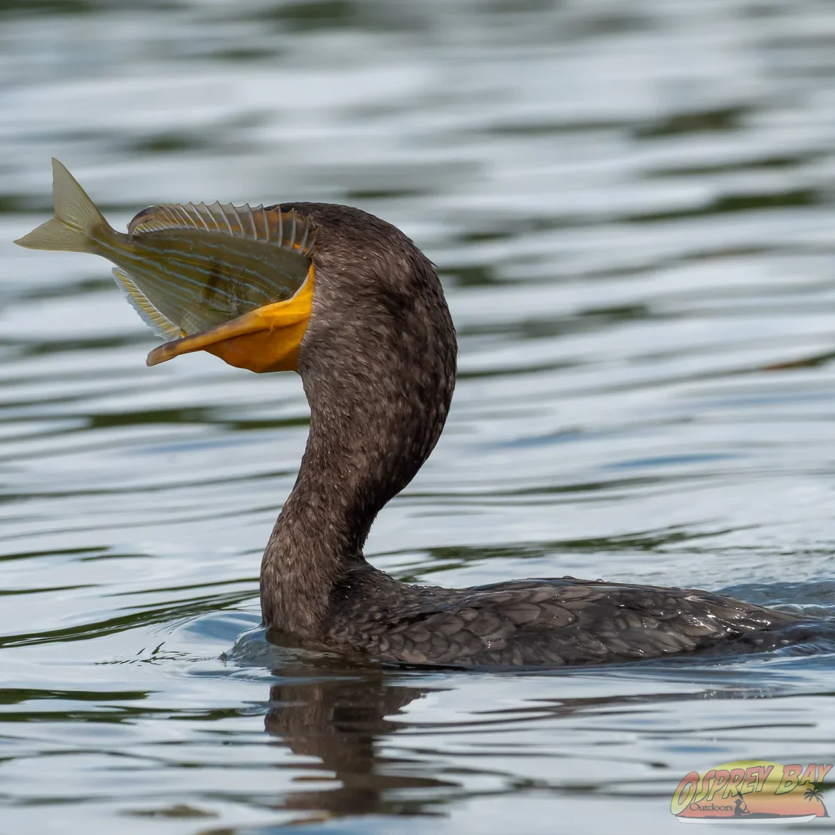 Photo from FT Desoto kayak trip, Oct 4, 2026