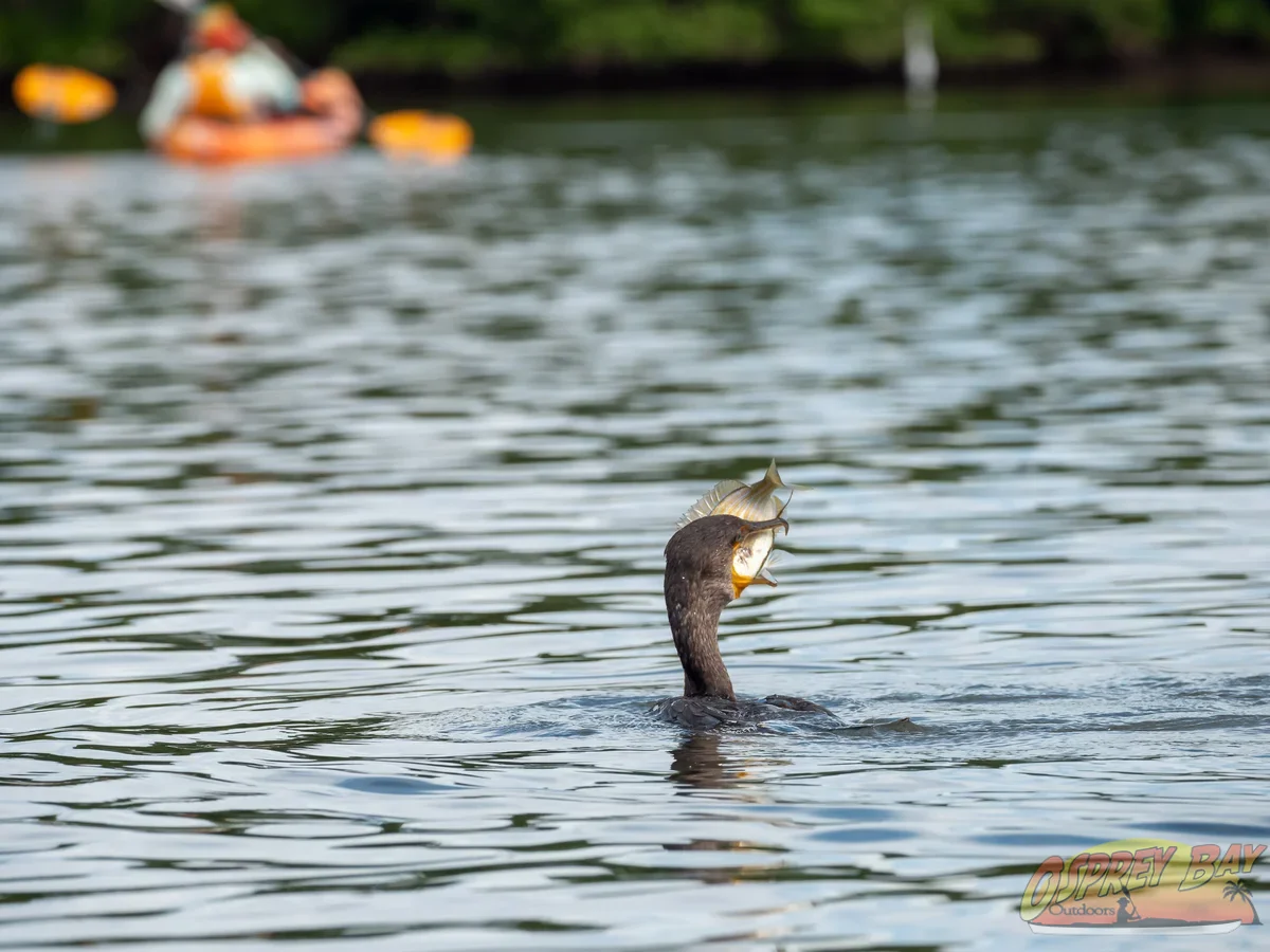 Photo from FT Desoto kayak trip, Oct 4, 2026