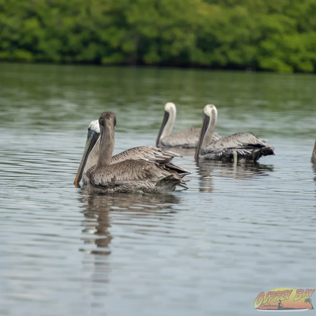 Photo from FT Desoto kayak trip, Oct 4, 2026