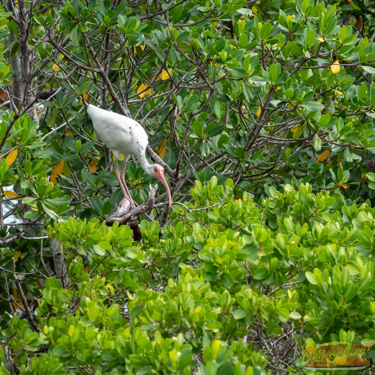 Photo from FT Desoto kayak trip, Oct 4, 2026