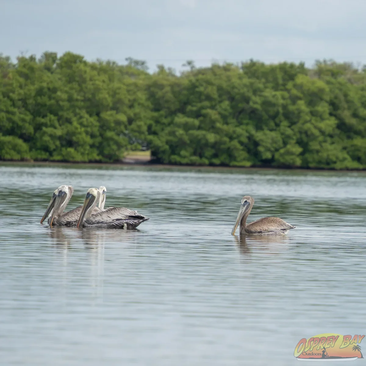Photo from FT Desoto kayak trip, Oct 4, 2026