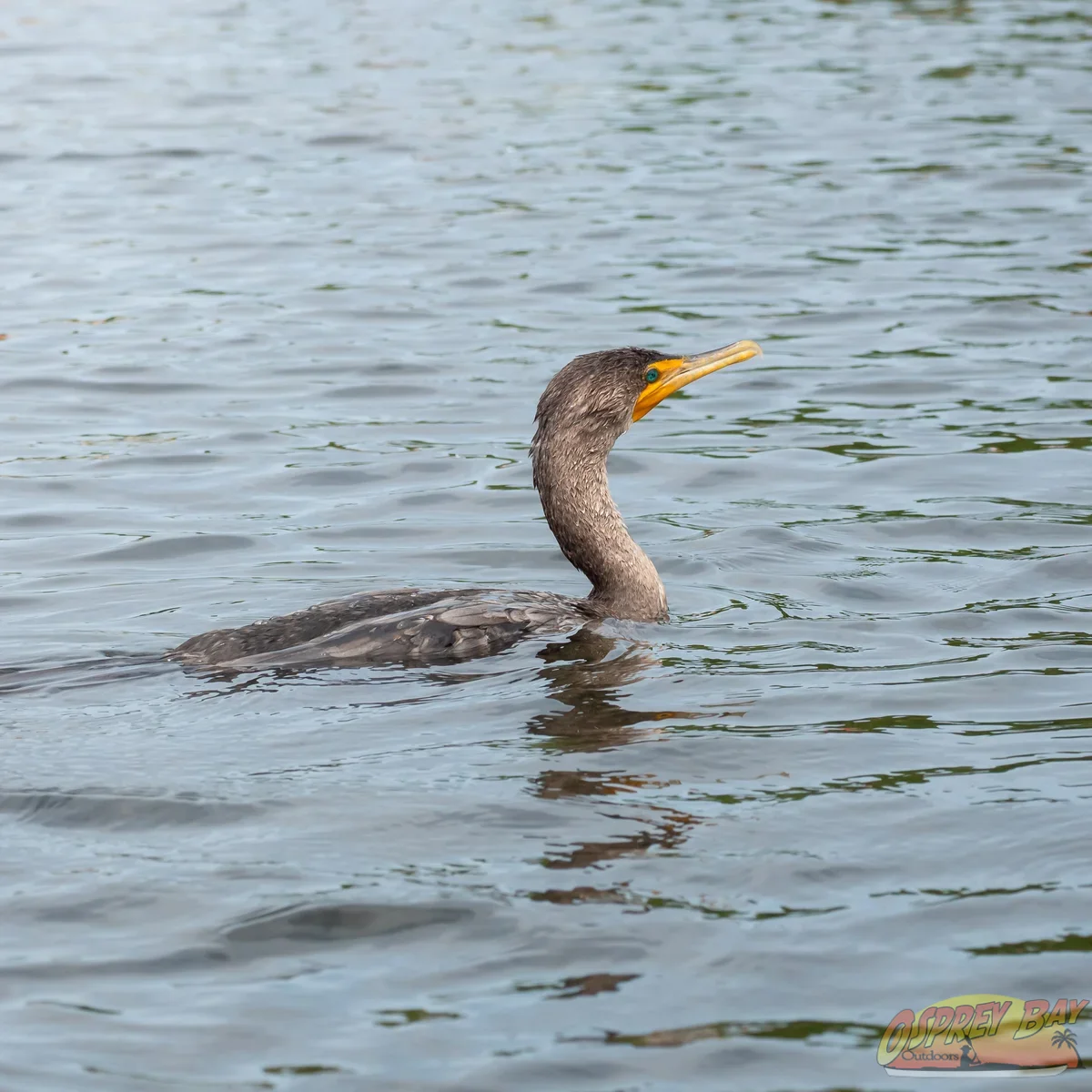 Photo from FT Desoto kayak trip, Oct 4, 2026