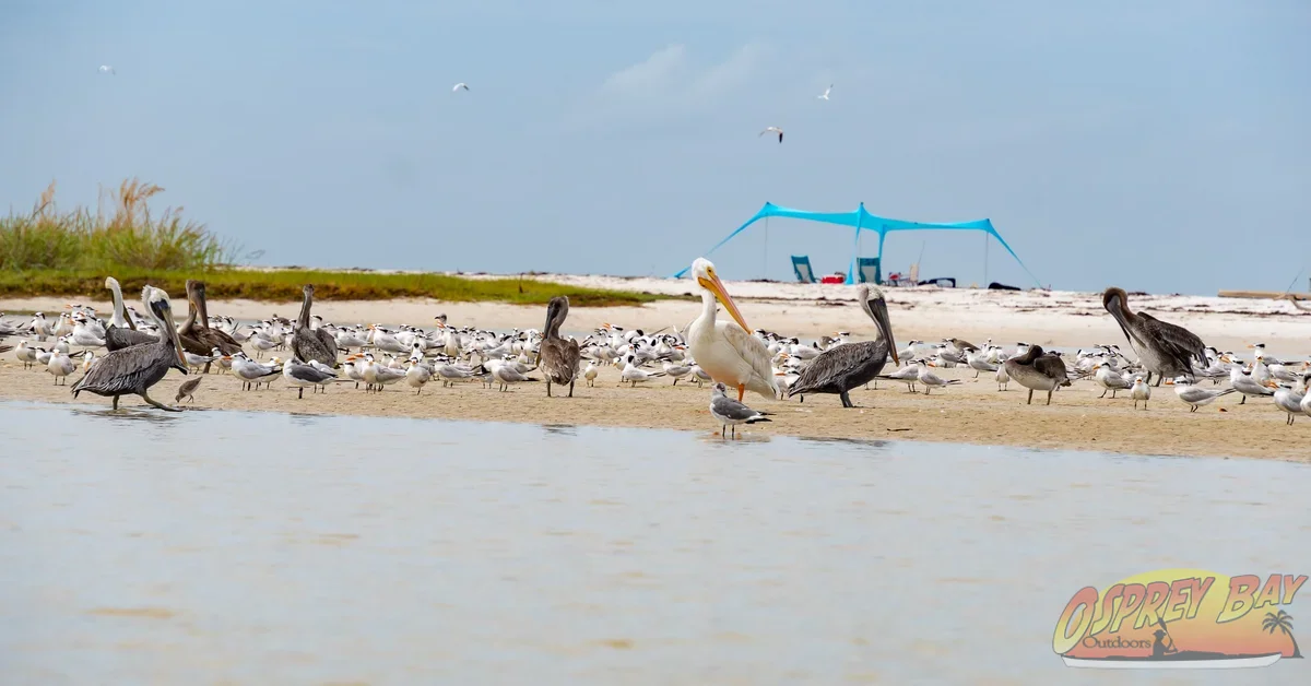Photo from FT Desoto kayak trip, Oct 4, 2026