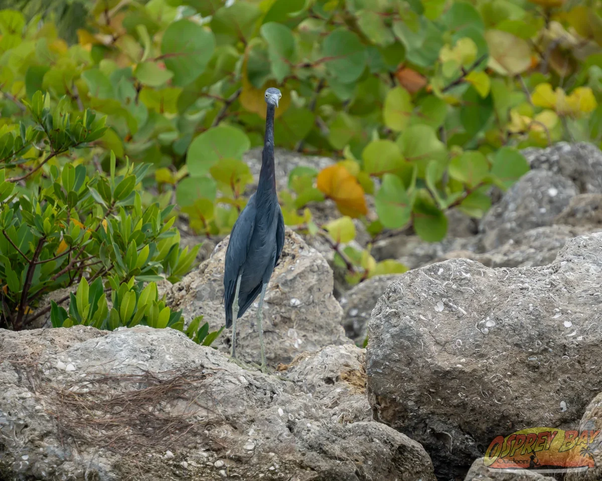 Photo from FT Desoto kayak trip, Oct 4, 2026