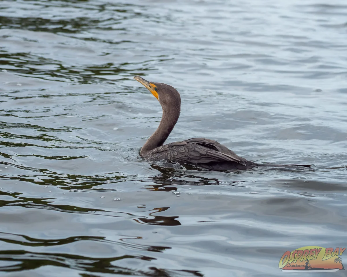 Photo from FT Desoto kayak trip, Oct 4, 2026