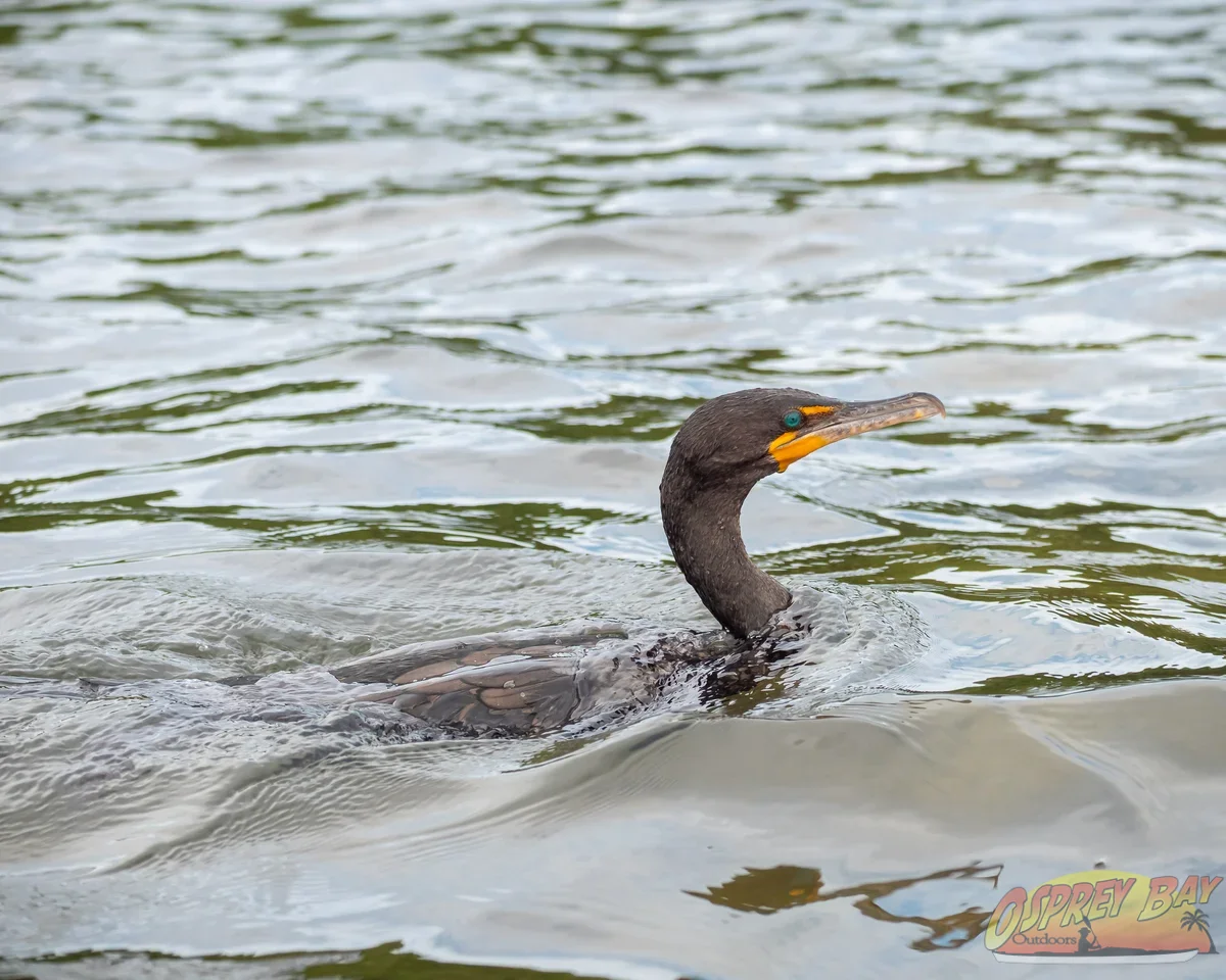 Photo from FT Desoto kayak trip, Oct 4, 2026