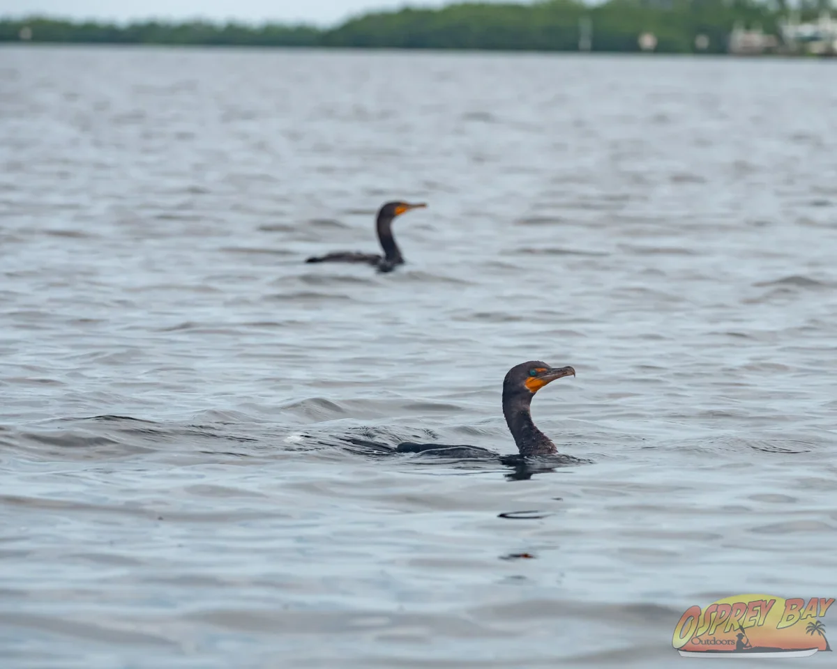 Photo from FT Desoto kayak trip, Oct 4, 2026