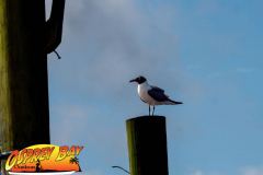 Anclote-River-2022-160
