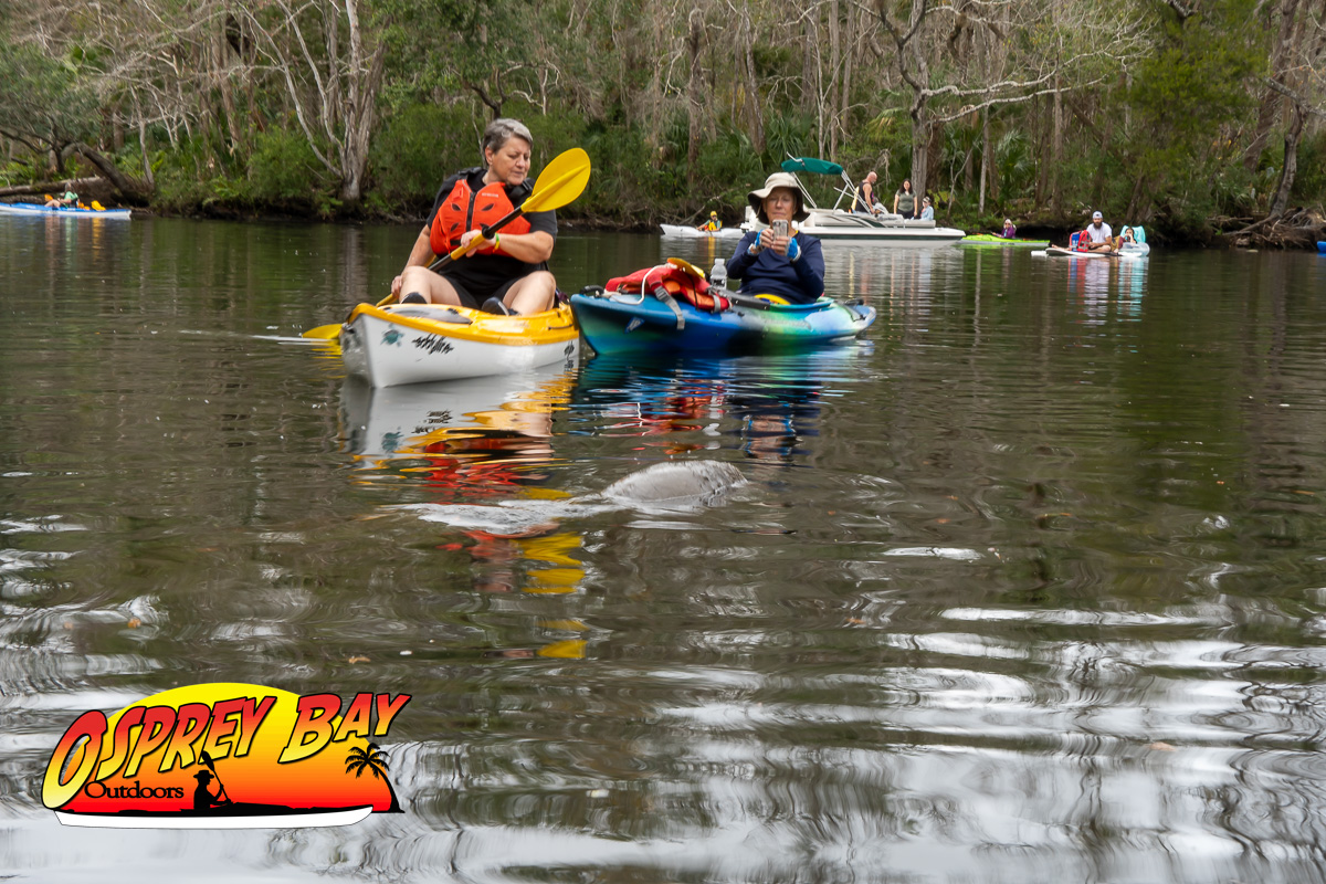 Chassahowitzka River Kayak Adventure Feb 2025