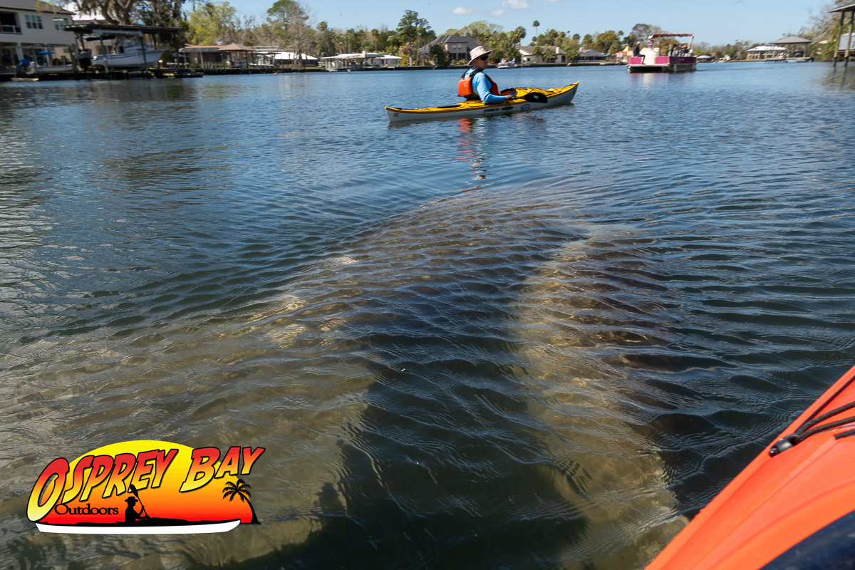 Homosassa River Kayaking: A Guide to Manatees, Monkeys, and Springs Homosassa River kayaking offers a unique blend of Florida wildlife and history, and our recent group trip was the perfect example of why this destination is a paddler’s favorite.
