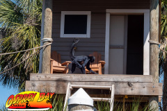homosassa-2026-12
