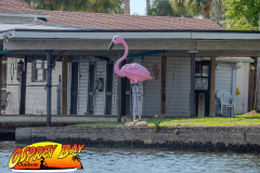 Homosassa-March2023-94