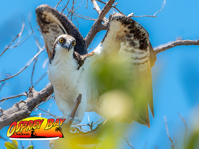 Kayaking Seminole Waterfront Park, Osprey.