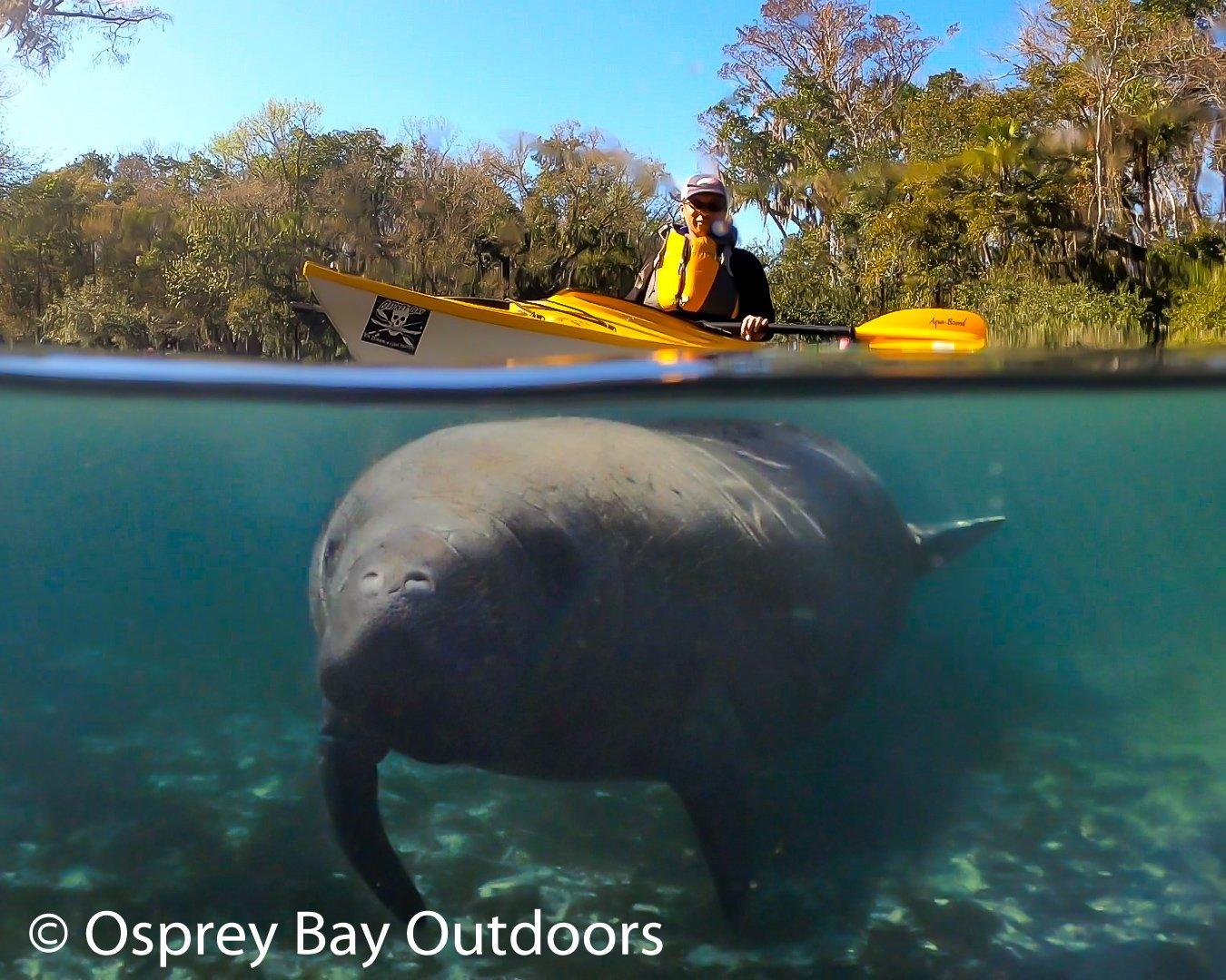 Paddling with Manatees.