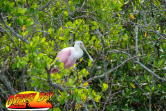 anclote-river-2023-111