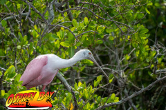 anclote-river-2023-113