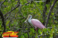 anclote-river-2023-115