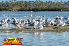 weeki-wachee-2023-8