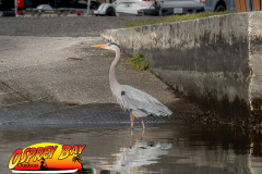 Weeki Wachee 2024