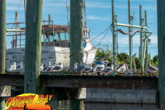 Anclote-River-2021-55