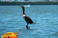 Cross-Bayou-July-2021-98