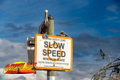 Braden-River-2025-14