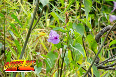 Braden-River-2025-39