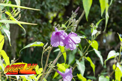 Braden-River-2025-40