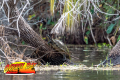 Braden-River-2025-44