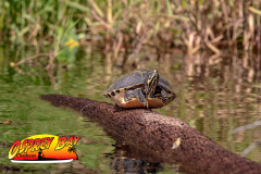 Braden-River-2025-47