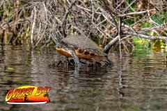 Braden-River-2025-48