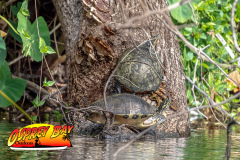 Braden-River-2025-49