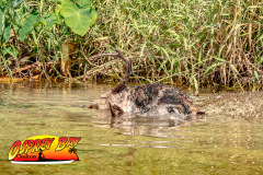 Braden-River-2025-50