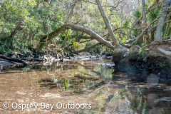 Chassahowitzka-2026-118