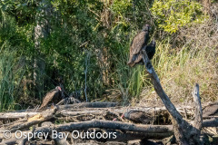 Chassahowitzka-2026-138