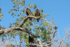 Chassahowitzka-2026-139