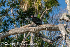 Chassahowitzka-2026-140