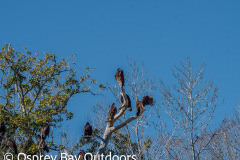 Chassahowitzka-2026-141