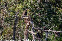 Chassahowitzka-2026-142