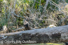 Chassahowitzka-2026-143