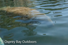 Chassahowitzka-2026-144