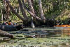 Chassahowitzka-2026-17