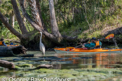 Chassahowitzka-2026-18