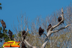 Chass-feb-2021-127