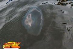 ft-desoto-oct-2020-112