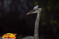 ft-desoto-oct-2020-64
