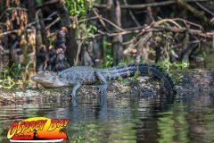 Hillsborough River 2023